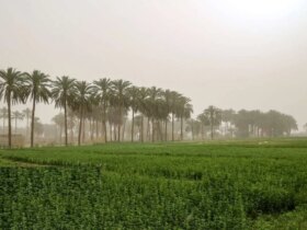 تصاویر در فتح میکروب ها