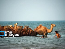 تصاویر حمام در خلیج بصره