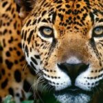 برای دیدن گشت و گذار در پلنگ ایران در پارک ملی Goestan
