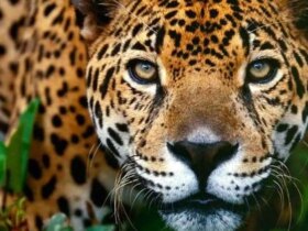 برای دیدن گشت و گذار در پلنگ ایران در پارک ملی Goestan