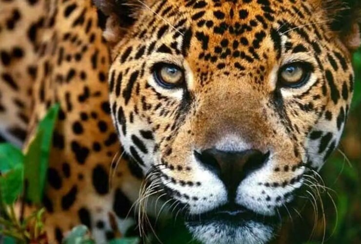 برای دیدن گشت و گذار در پلنگ ایران در پارک ملی Goestan