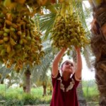 تصاویر 2 درجه برداشت
