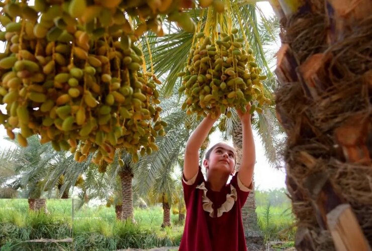 تصاویر 2 درجه برداشت 31 تصاویر 2 درجه برداشت