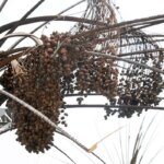 تصاویر پالایشگاه Arvandkanar Palm و Abadan پس از آتش سوزی