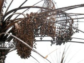 تصاویر پالایشگاه Arvandkanar Palm و Abadan پس از آتش سوزی