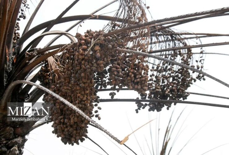تصاویر پالایشگاه Arvandkanar Palm و Abadan پس از آتش سوزی