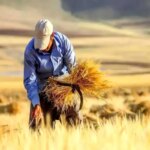 6 تریلیون دلار به حساب خریداران گندم واریز شد