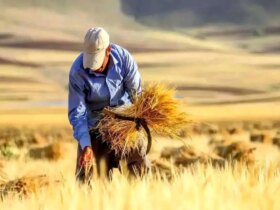 6 تریلیون دلار به حساب خریداران گندم واریز شد