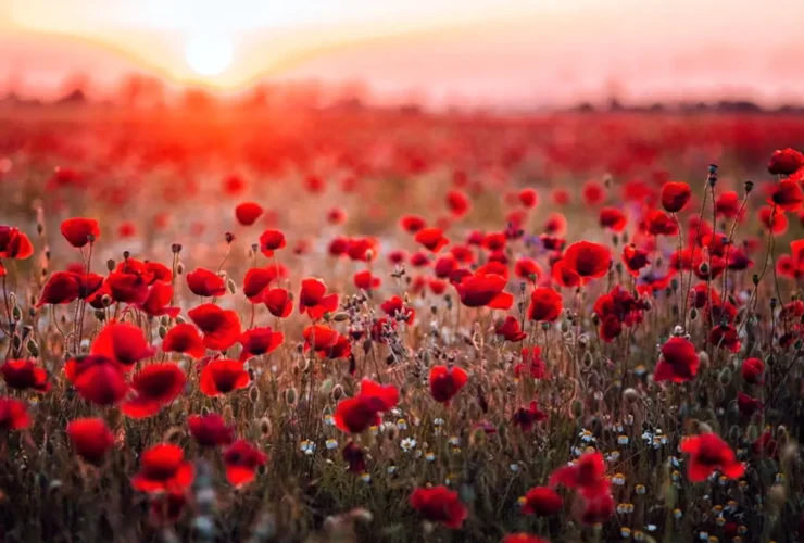 TAFAL - شنبه ، 28 ژوئیه 2008 ؛