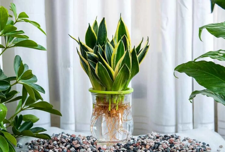 آب یا زمین؟ کدام روش برای تولید مثل سانسور بهتر است؟