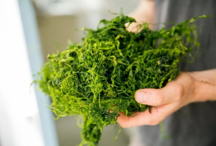 آیا جلبک دریایی تاثیری در کاهش وزن دارد؟