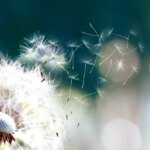 از Tafal تا Hafiz ، پنجشنبه ، 9 اوت برای انجام کاری در حال سوختن است ...