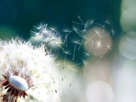 از Tafal تا Hafiz ، پنجشنبه ، 9 اوت برای انجام کاری در حال سوختن است ...