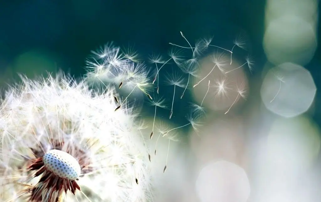 از Tafal تا Hafiz ، پنجشنبه ، 9 اوت برای انجام کاری در حال سوختن است ...