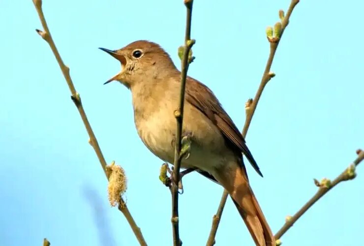 از Tafal تا Hafiz دوشنبه ، 6 اوت ، بنال بالبال مفید است ...