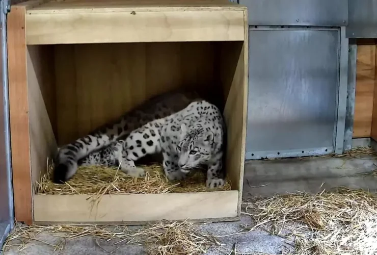 برای دیدن تولد میخانه های بارز برفی نادر بعد از 5 سال