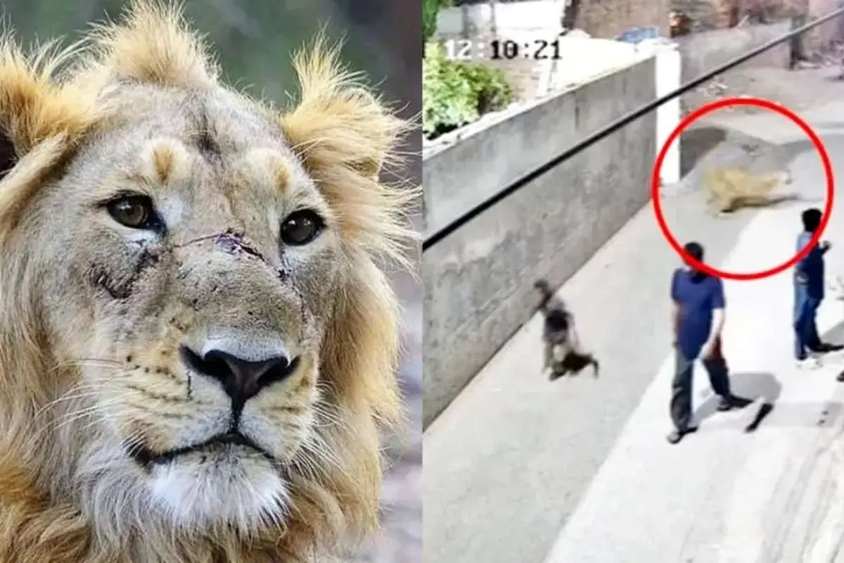 برای دیدن حمله شیر به یک زن و چند کودک در پاکستان 4 برای دیدن حمله شیر به یک زن و چند کودک در پاکستان
