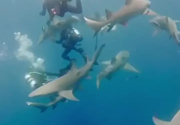 برای دیدن حمله کوسه به غواص در سواحل فلوریدا