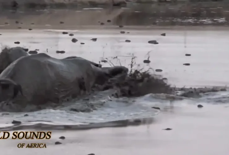 برای دیدن درگیری فیل با اسب های آبی برای نجات کودک خود 26 برای دیدن درگیری فیل با اسب های آبی برای نجات کودک خود