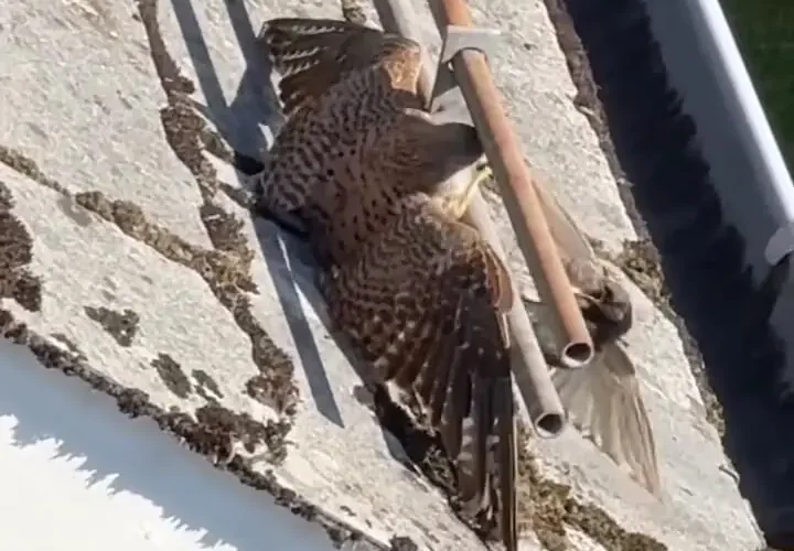 برای دیدن فرار یک بسته بندی از چنگال 3 برای دیدن فرار یک بسته بندی از چنگال