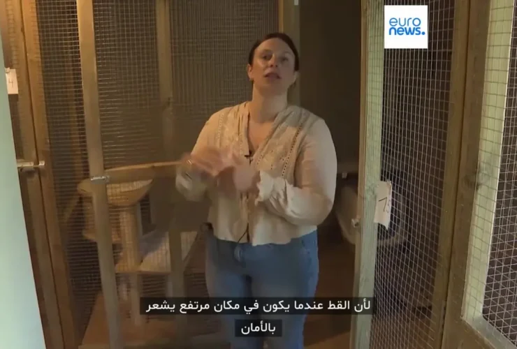 برای دیدن هتل پنج ستاره برای گربه ها