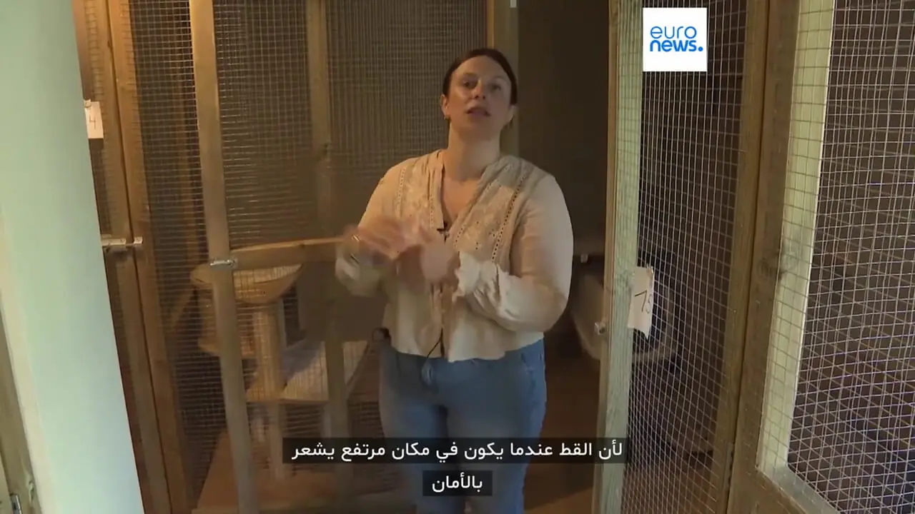 برای دیدن هتل پنج ستاره برای گربه ها