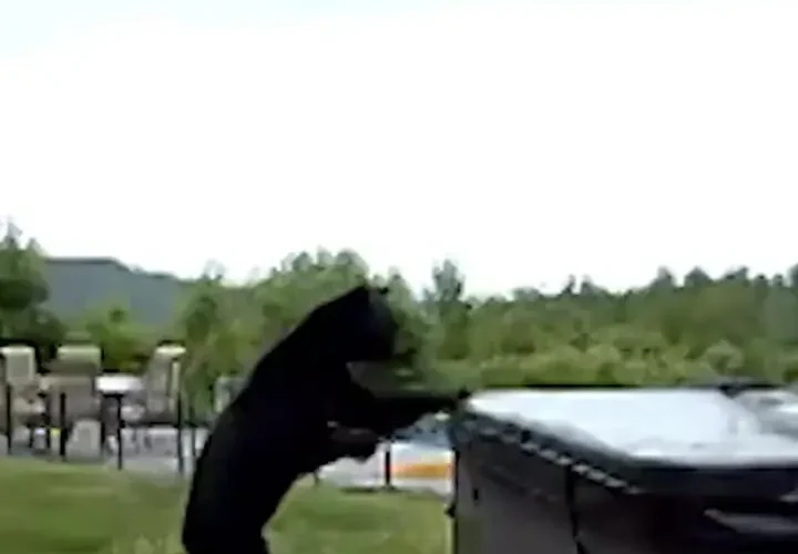 برای دیدن وقتی خرس به خانه برخورد کرد!