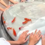 برای دیدن وقتی کاپوت شاسی آکواریوم ماهی است!