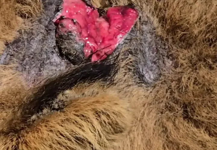 برای دیدن پادشاه زخمی اما شکست ناپذیر