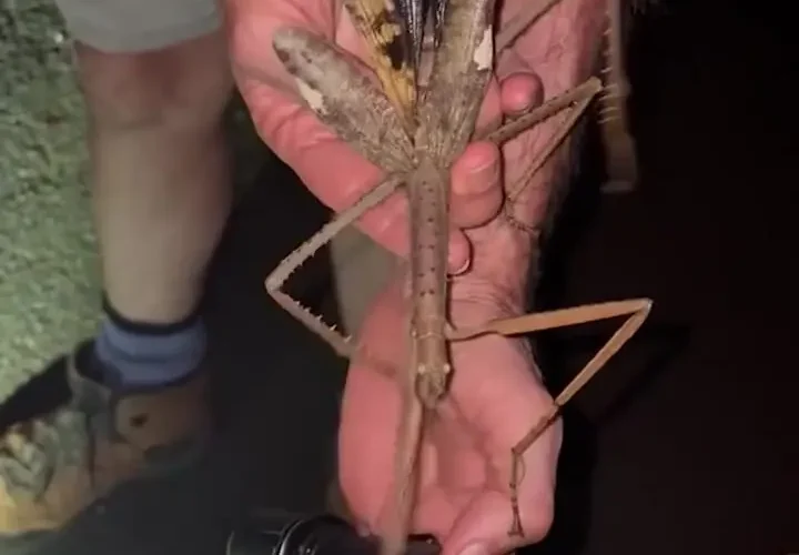 برای دیدن کشف گونه های حشرات مانند چوب در استرالیا