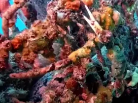 برای دیدن کمک به فرو رفتن به سرطان