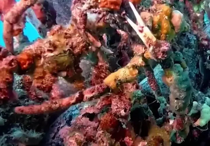 برای دیدن کمک به فرو رفتن به سرطان