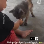 برای دیدن کودک گرسنه غزه نان خود را با گربه تقسیم کرد