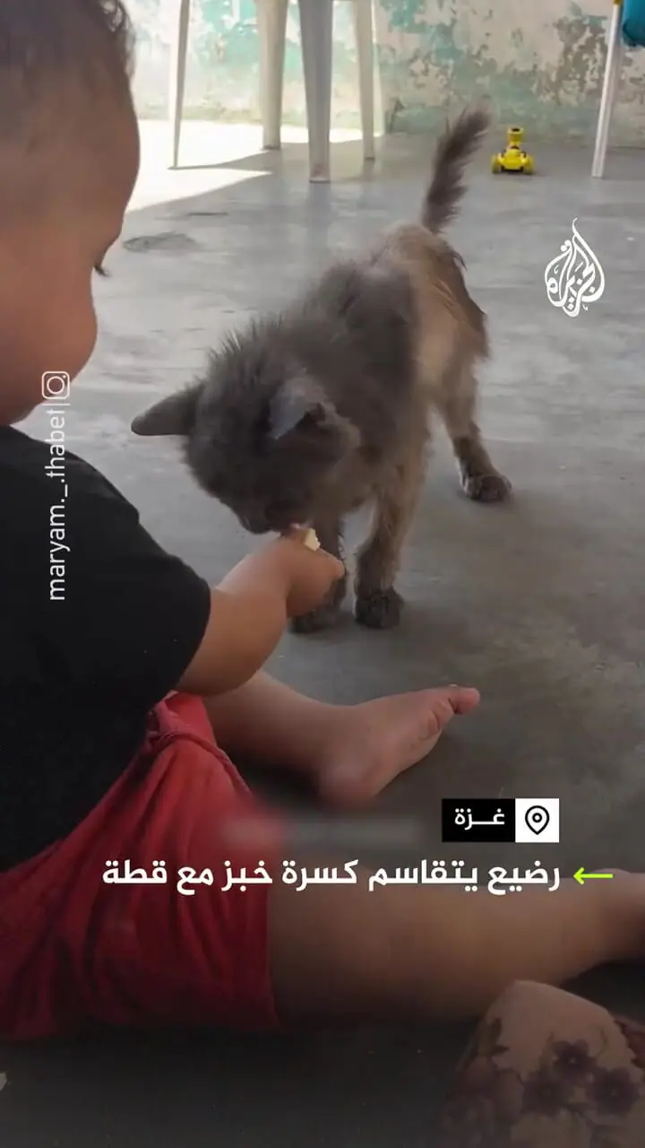 برای دیدن کودک گرسنه غزه نان خود را با گربه تقسیم کرد