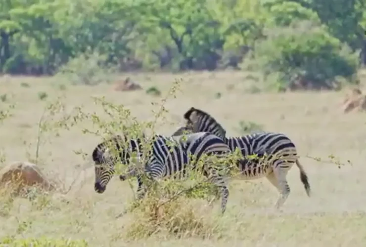 برای دیدن گورخر مرد کره ای در مقابل چشمان مادرش کشته شد 6 برای دیدن گورخر مرد کره ای در مقابل چشمان مادرش کشته شد