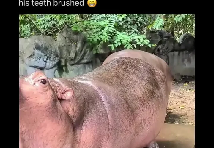 برای دیدن یک اسب آبی را مسواک بزنید! 24 برای دیدن یک اسب آبی را مسواک بزنید!