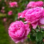 به جز دین و دانش من ، در روز جمعه ، 9 ژوئیه ، جدول ...