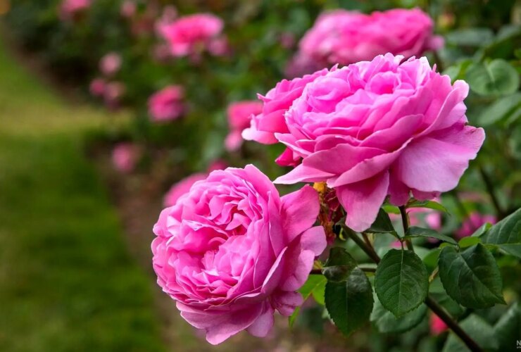 به جز دین و دانش من ، در روز جمعه ، 9 ژوئیه ، جدول ...