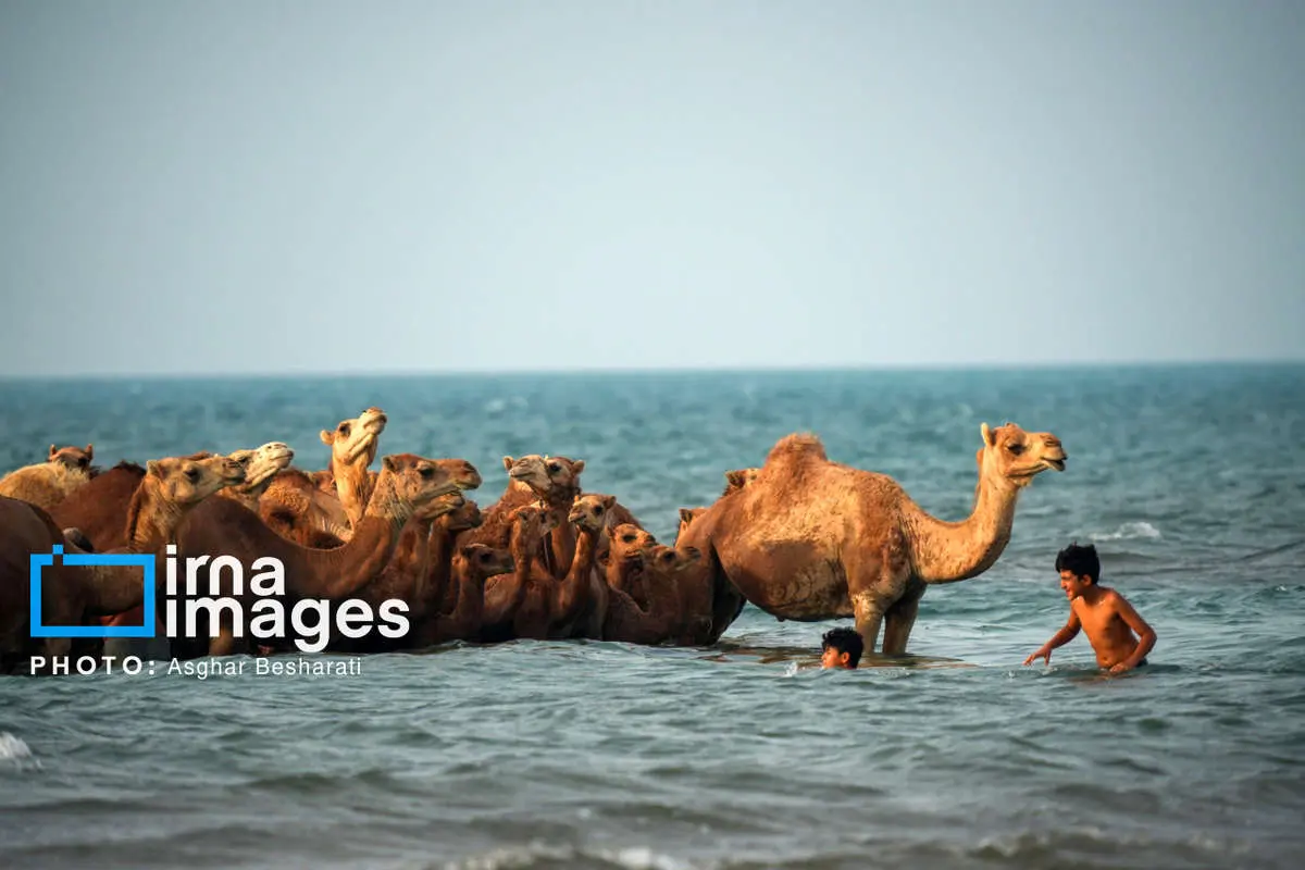 تصاویر حمام در خلیج بصره 4 تصاویر حمام در خلیج بصره