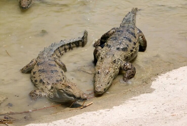 تولد گاندو برای اولین بار در ایران