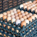 قیمت تخم مرغ کاهش یافته است. چقدر شانه تخم مرغ؟
