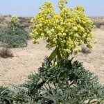 لنگر بیش از ده میلیون طلا برای طلا