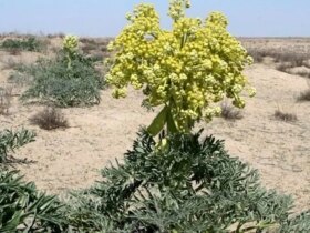 لنگر بیش از ده میلیون طلا برای طلا