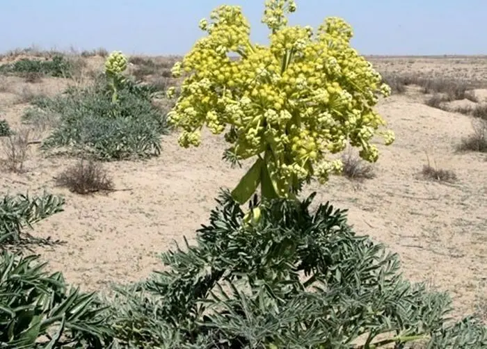 لنگر بیش از ده میلیون طلا برای طلا