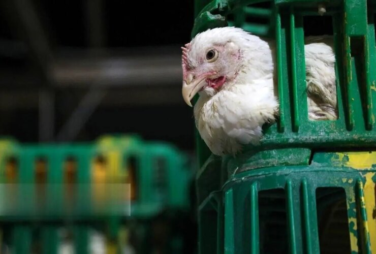 مرغ دوباره گران بود