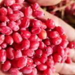 گنج قرمز با ویژگی های شگفت انگیز
