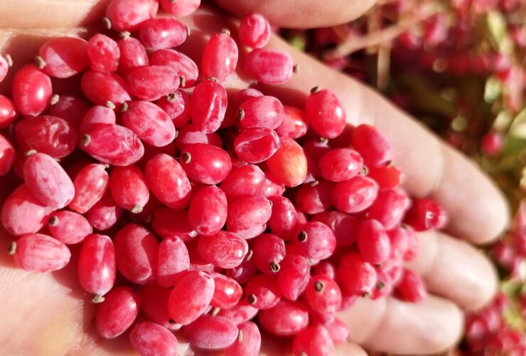 گنج قرمز با ویژگی های شگفت انگیز 30 گنج قرمز با ویژگی های شگفت انگیز