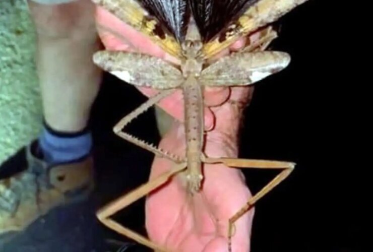 کشف حشرات غول پیکر در درختان بلند استرالیا