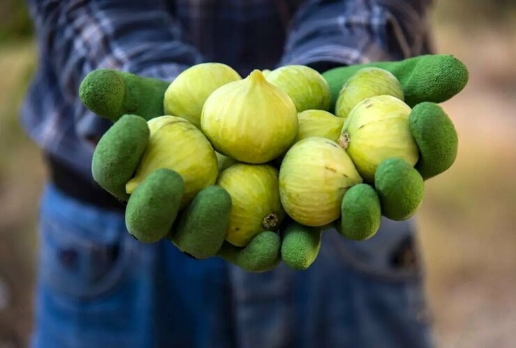 تصاویر شهر ایرانی