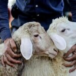امروز قیمت دام چقدر است